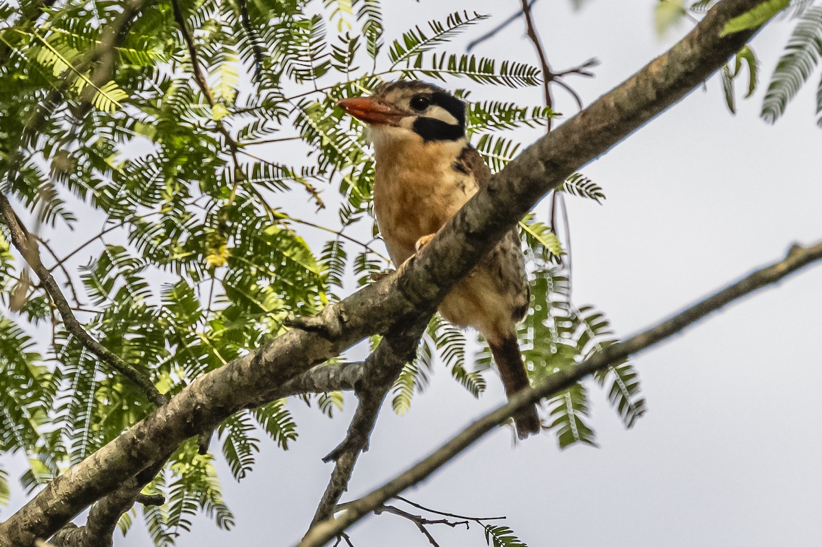 White-eared Puffbird - ML619682058