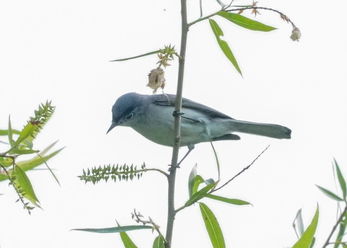 Blue-gray Gnatcatcher - ML619682074