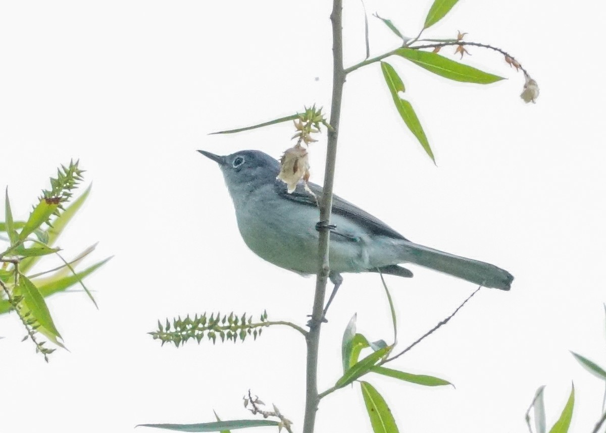 Blue-gray Gnatcatcher - ML619682076