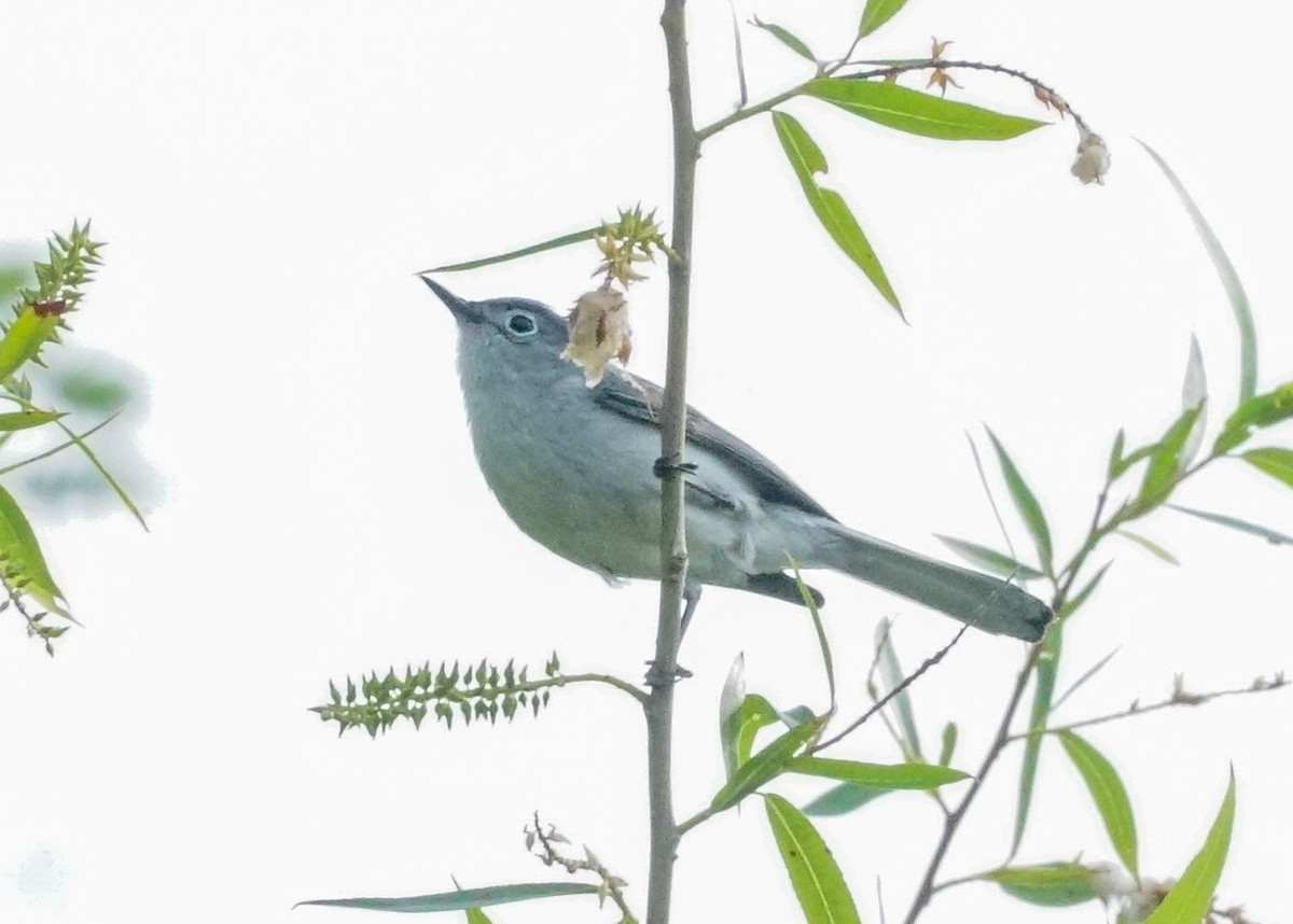 Blue-gray Gnatcatcher - ML619682078