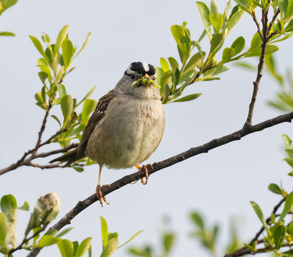 White-crowned Sparrow - ML619682081