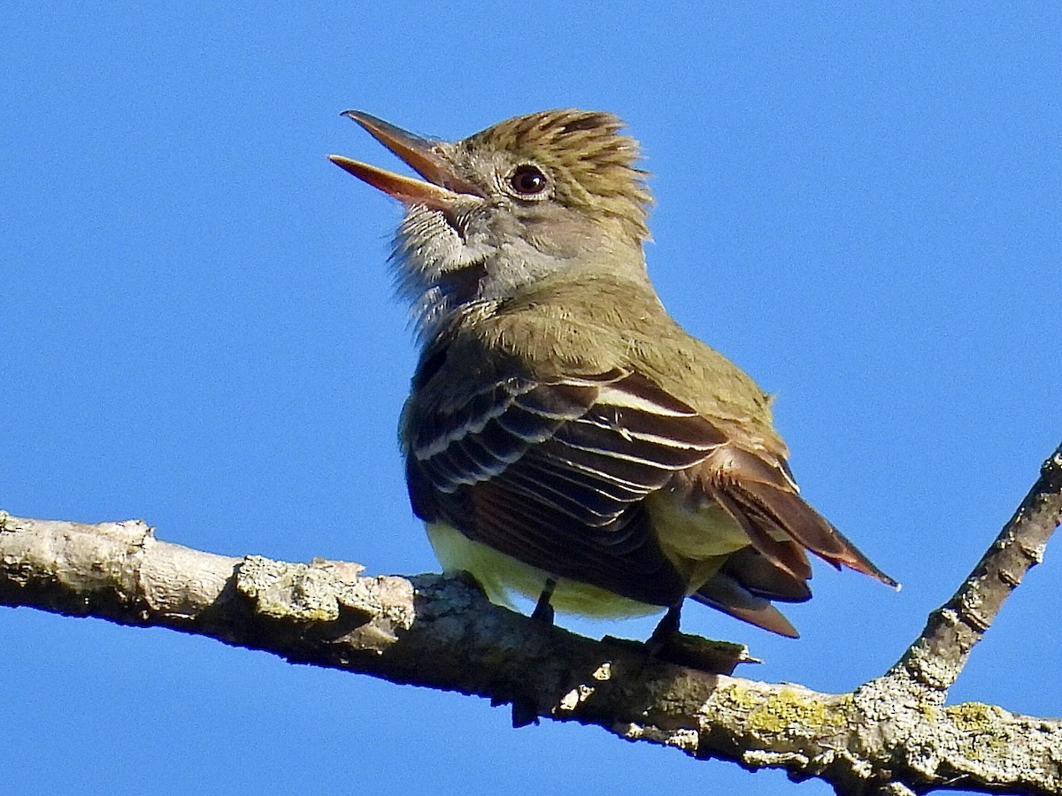 Great Crested Flycatcher - ML619682091