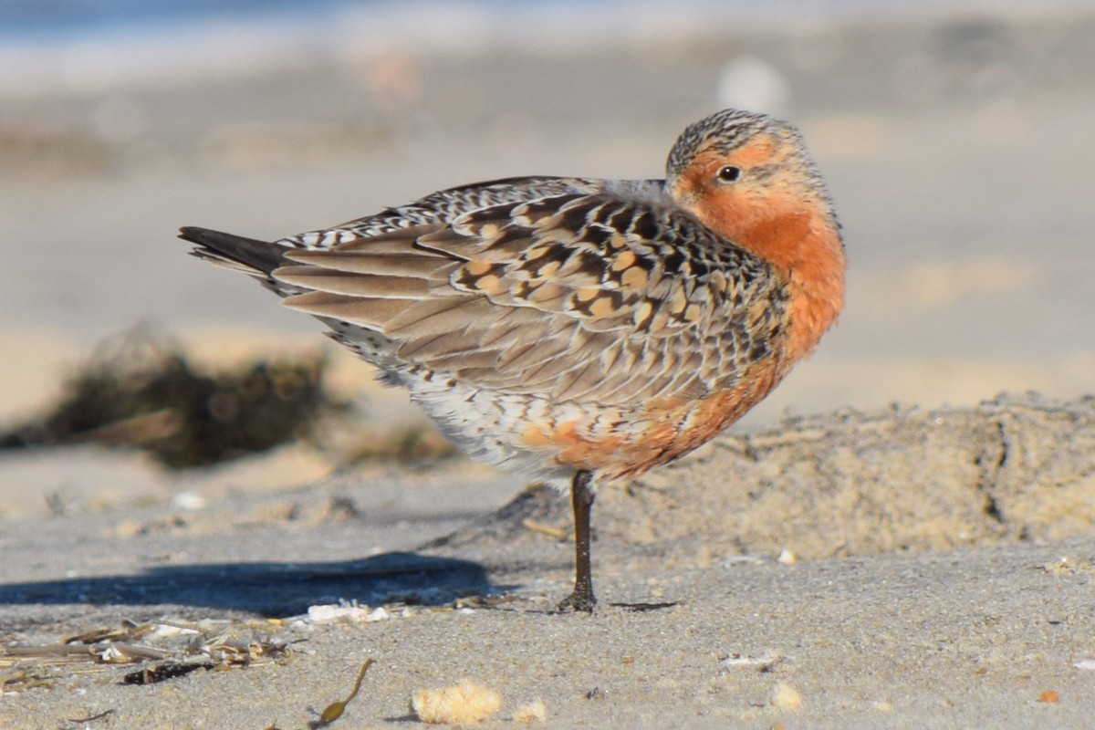 Red Knot - ML619682100