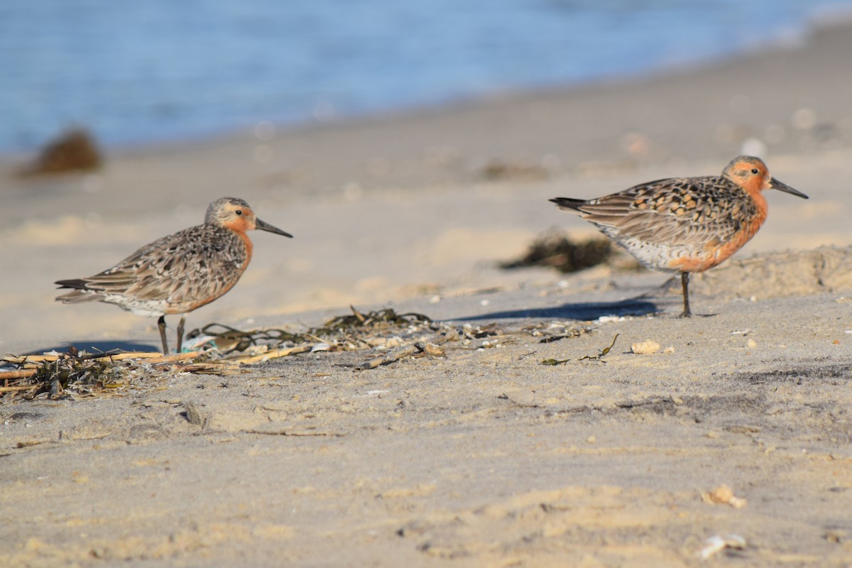 Red Knot - ML619682101