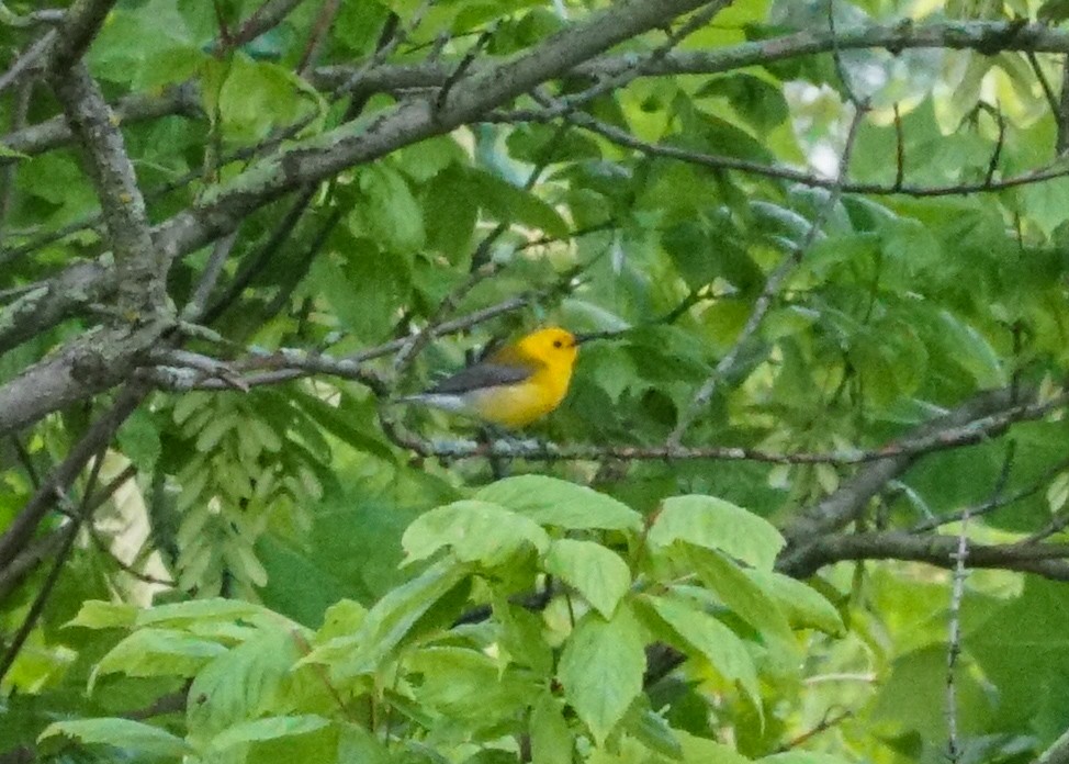 Prothonotary Warbler - ML619682106