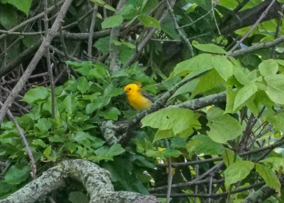 Prothonotary Warbler - ML619682110