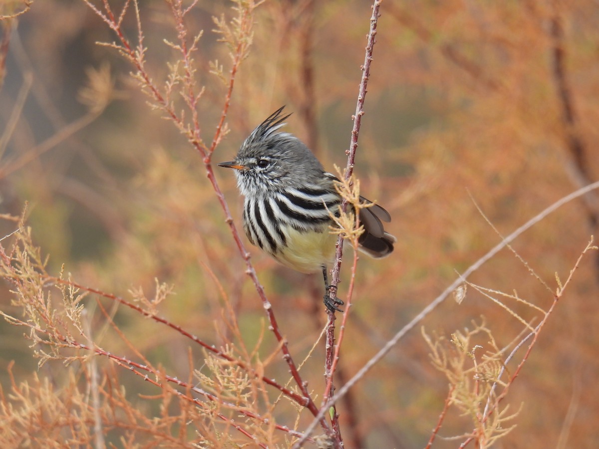 Yellow-billed Tit-Tyrant - ML619682163