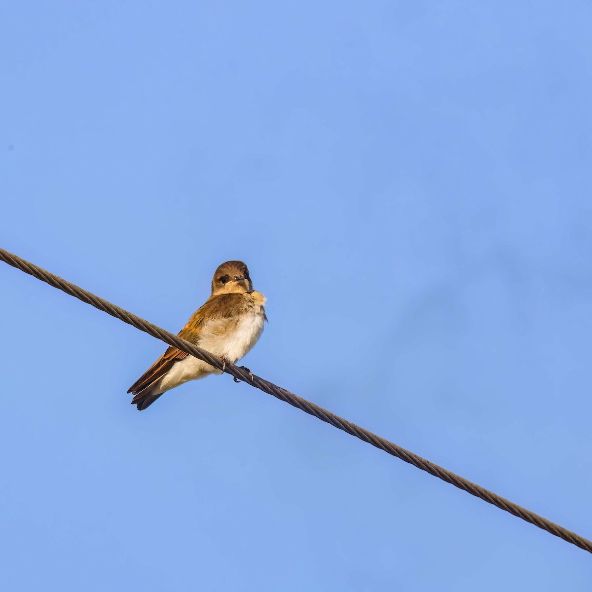 Northern Rough-winged Swallow - ML619682165