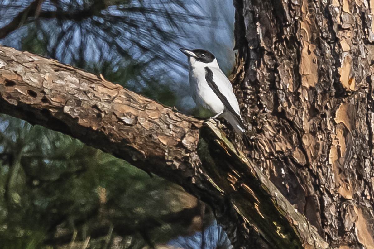 Black-crowned Tityra - ML619682201