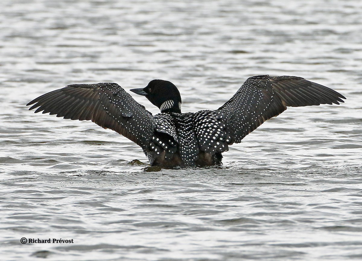 Common Loon - ML619682243