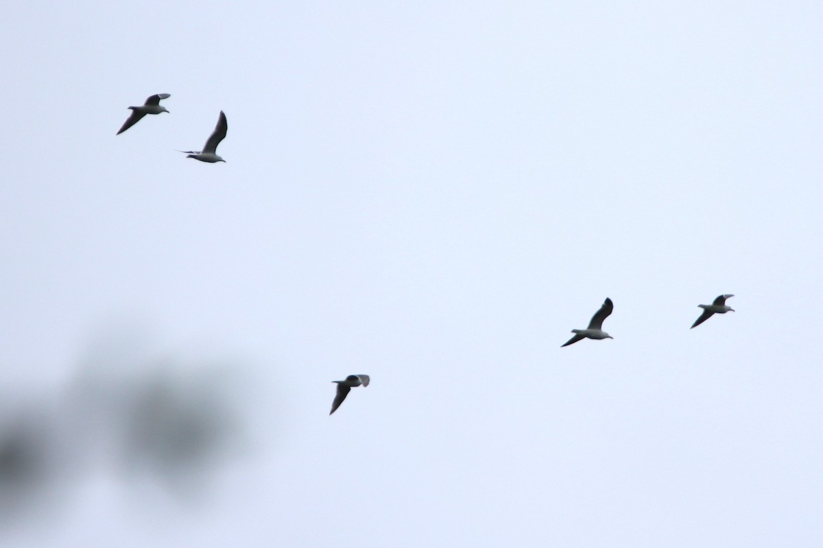 Western/Glaucous-winged Gull - ML619682248