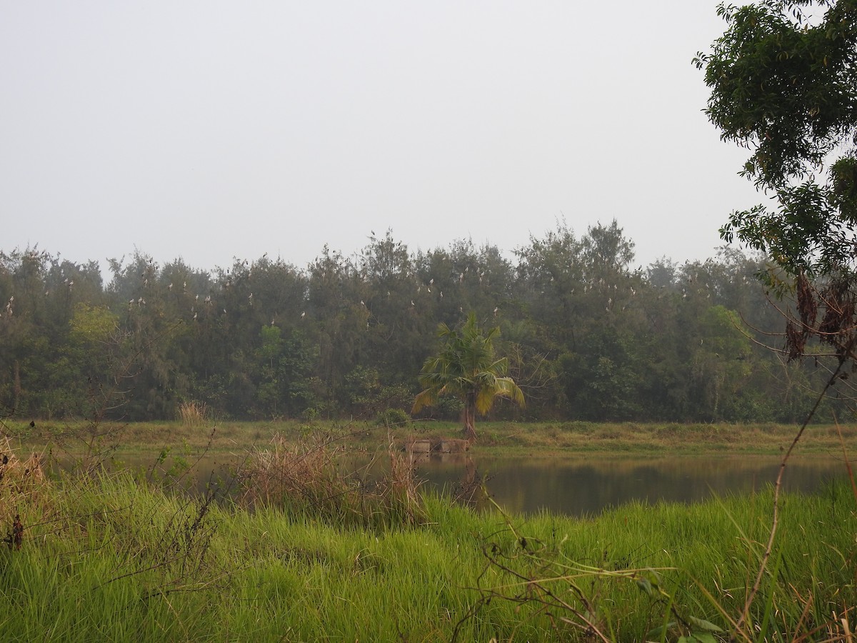 Asian Openbill - ML619682249