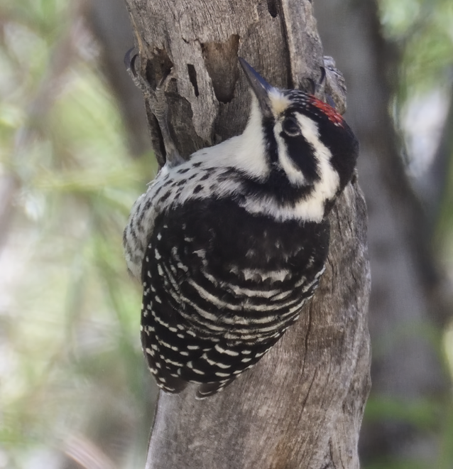 Nuttall's/Ladder-backed Woodpecker - ML619682250