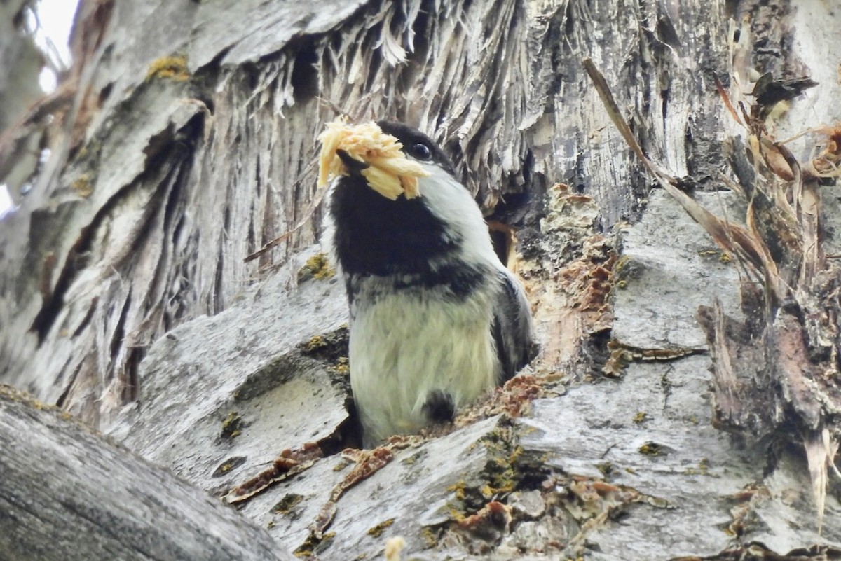 Black-capped Chickadee - ML619682251