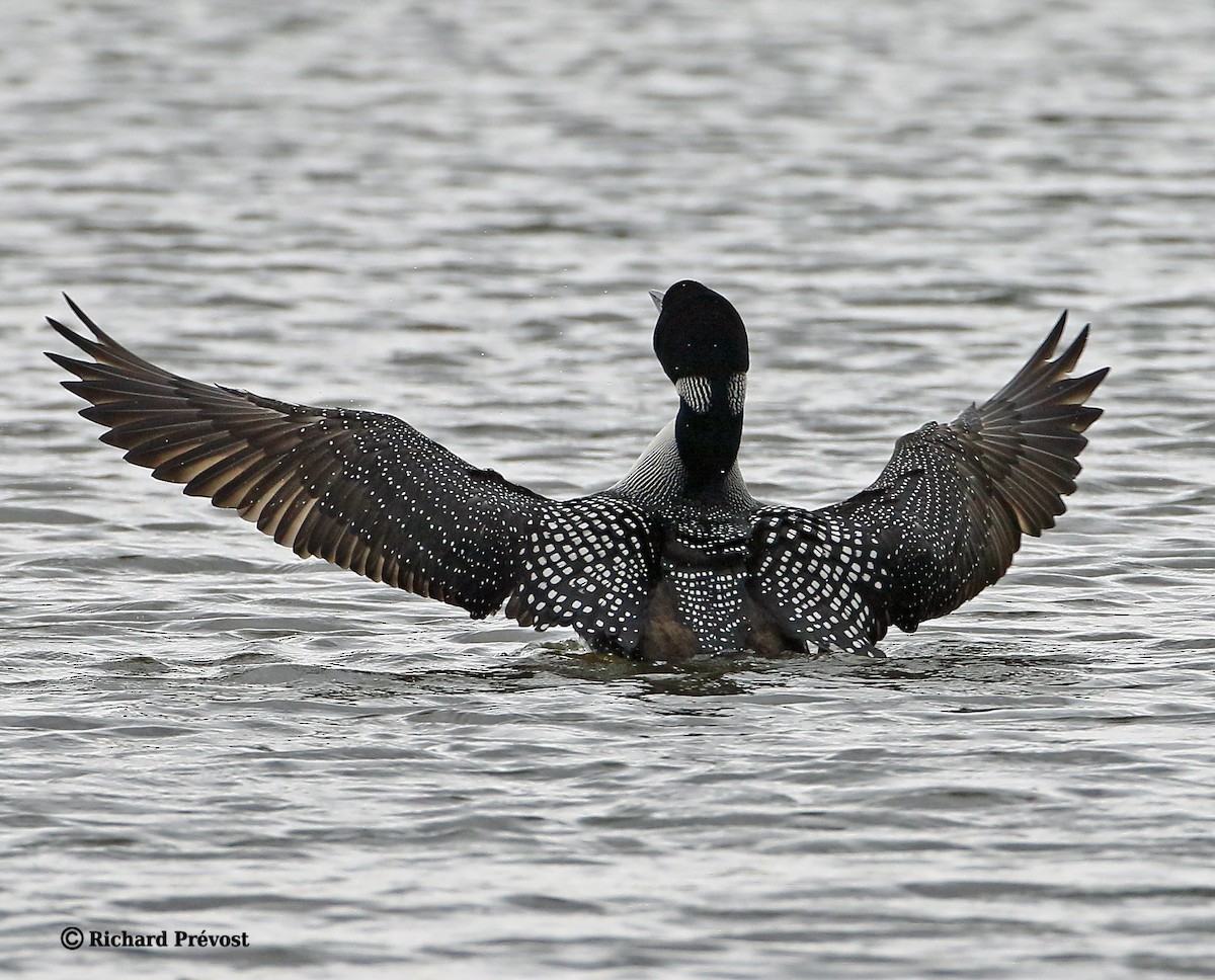 Common Loon - ML619682252