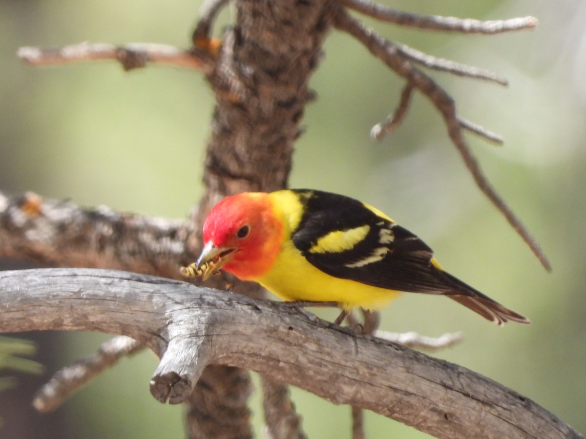 Western Tanager - ML619682287