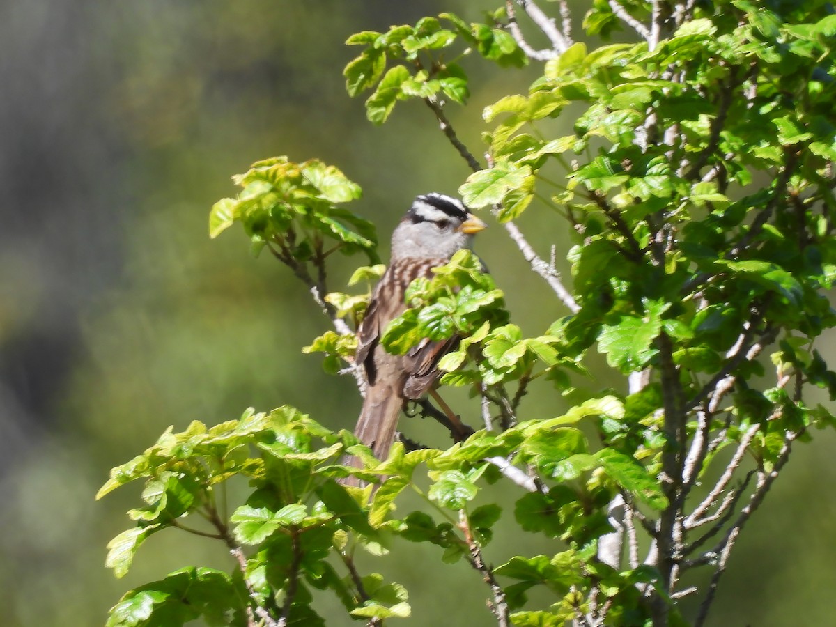 White-crowned Sparrow (nuttalli) - ML619682346