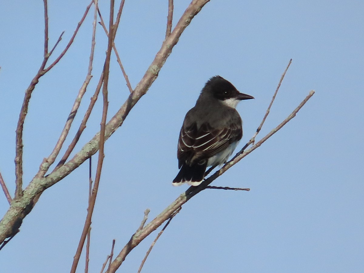 Eastern Kingbird - David Huff