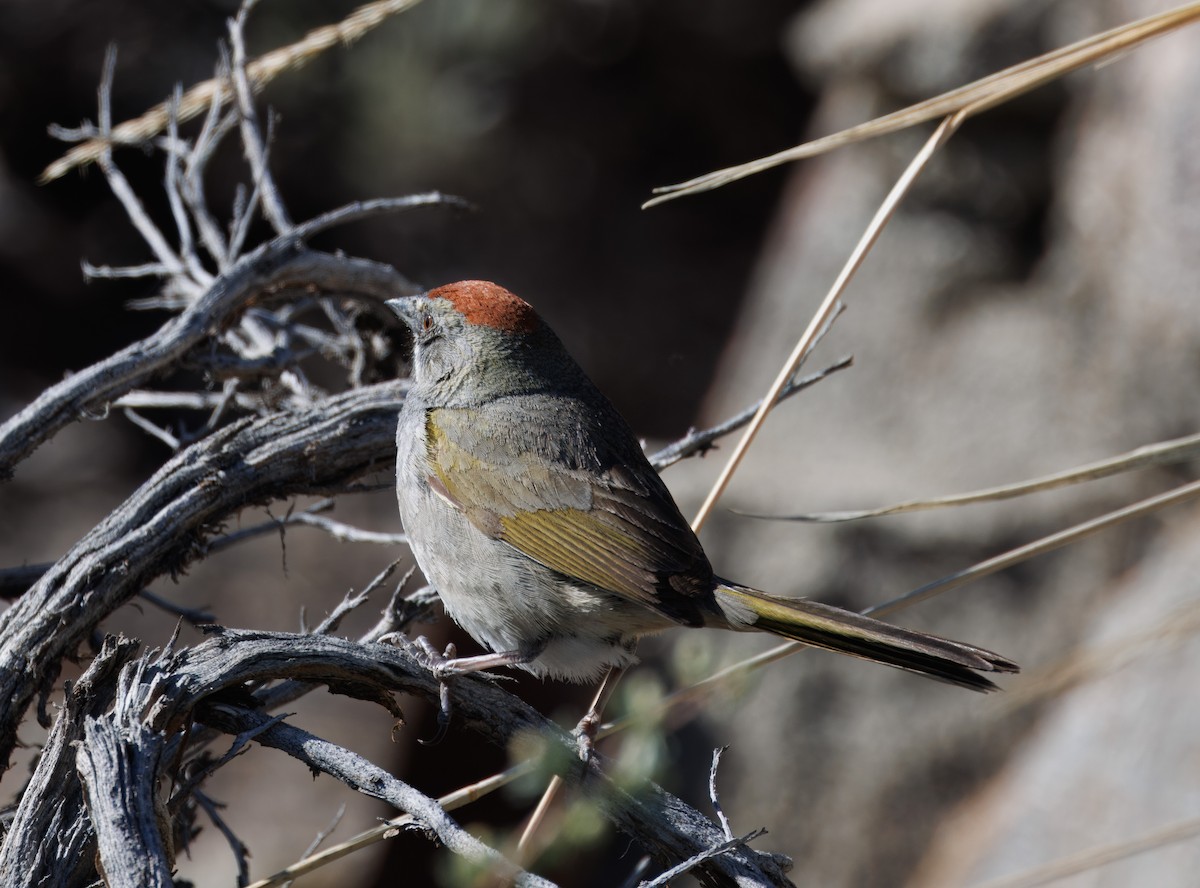 Green-tailed Towhee - ML619682426