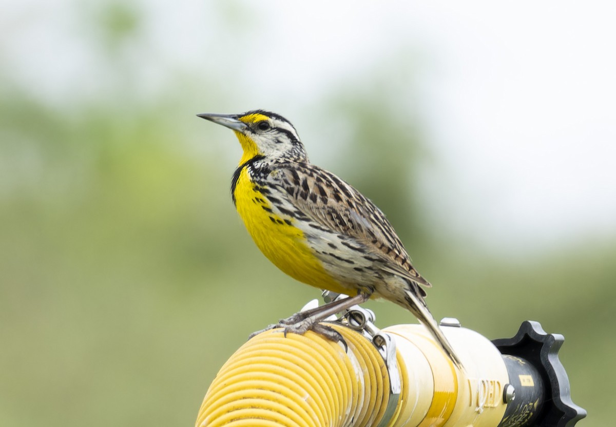 Eastern Meadowlark - ML619682441