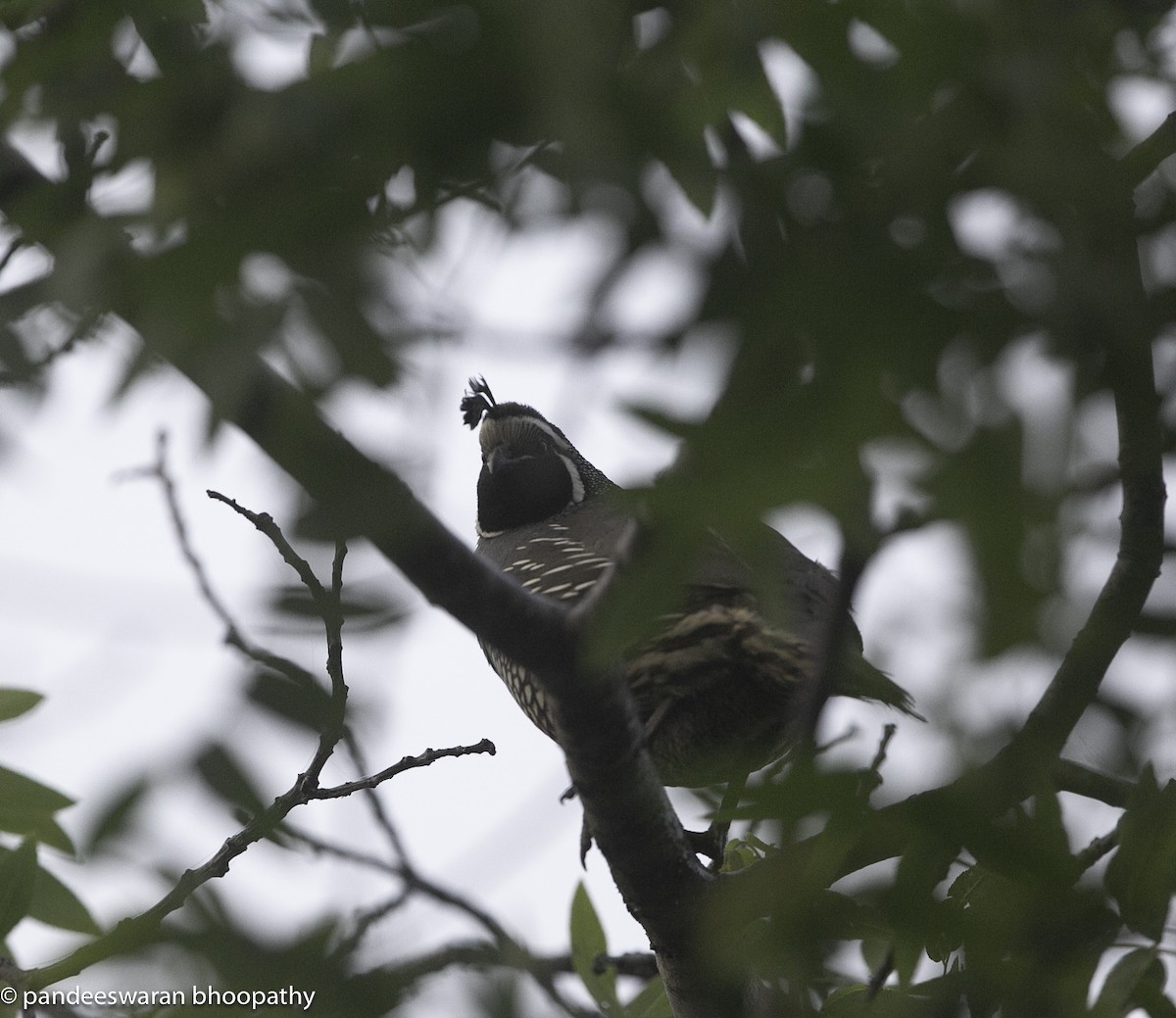 California Quail - ML619682459