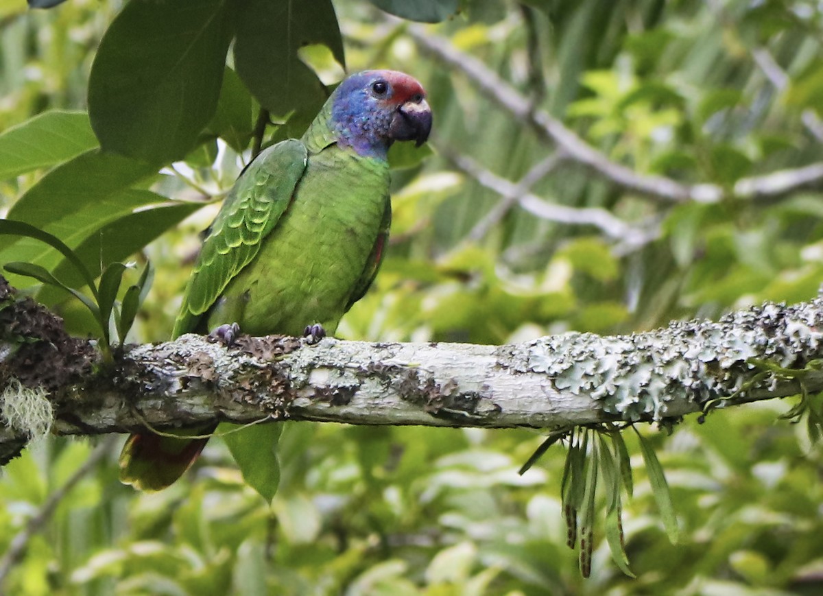 Red-tailed Parrot - ML619682464