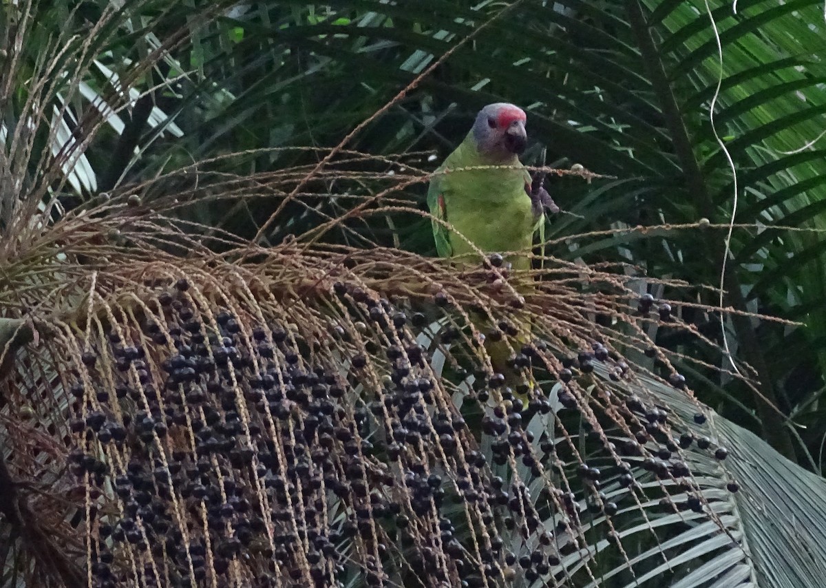 Red-tailed Parrot - ML619682466
