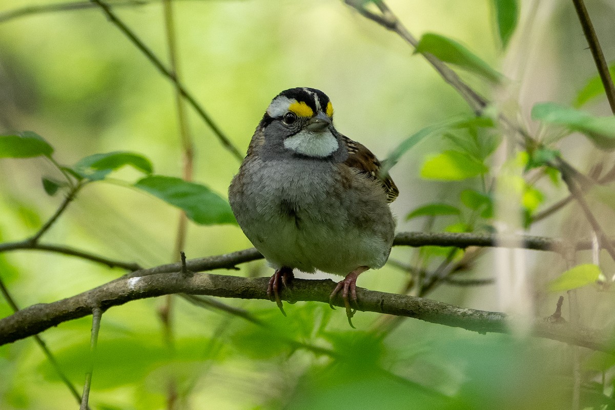 White-throated Sparrow - Vince Von