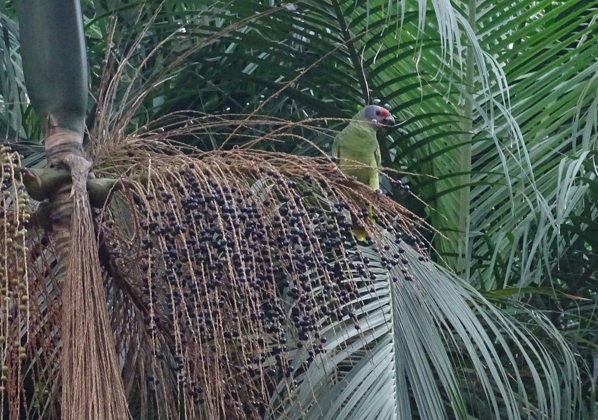 アカオボウシインコ - ML619682469