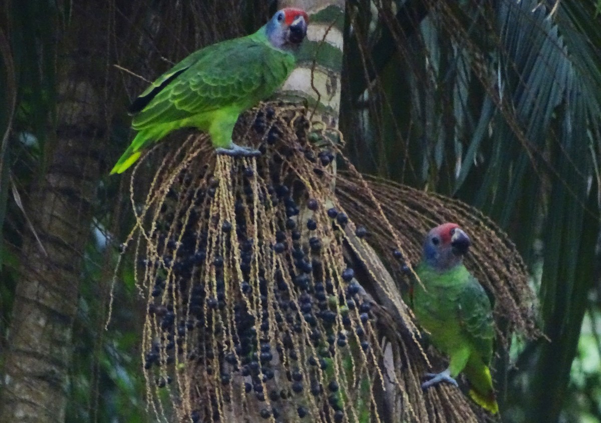 Red-tailed Parrot - ML619682474