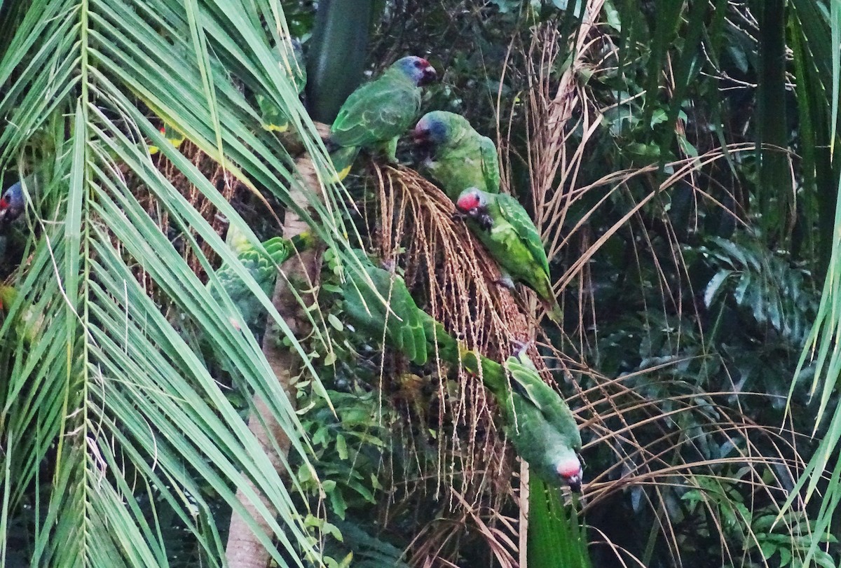 Red-tailed Parrot - Bruno Neri Guia Birdwatching