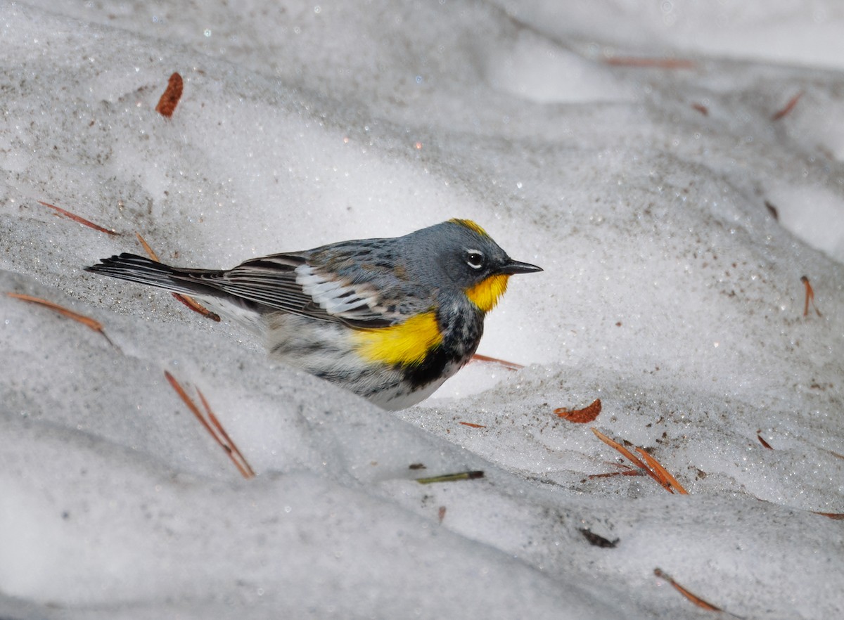 Yellow-rumped Warbler - John Callender