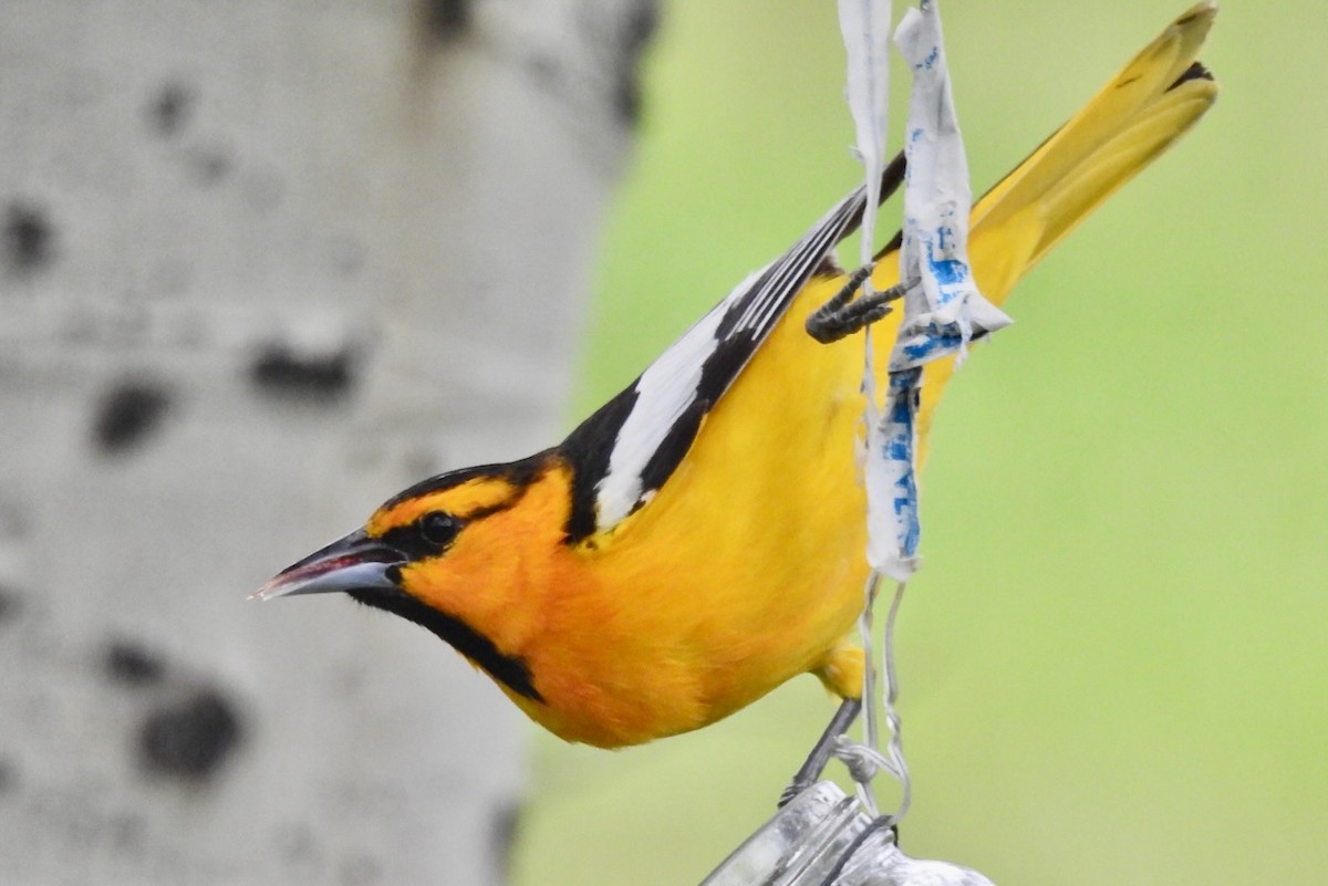 Bullock's Oriole - ML619682523