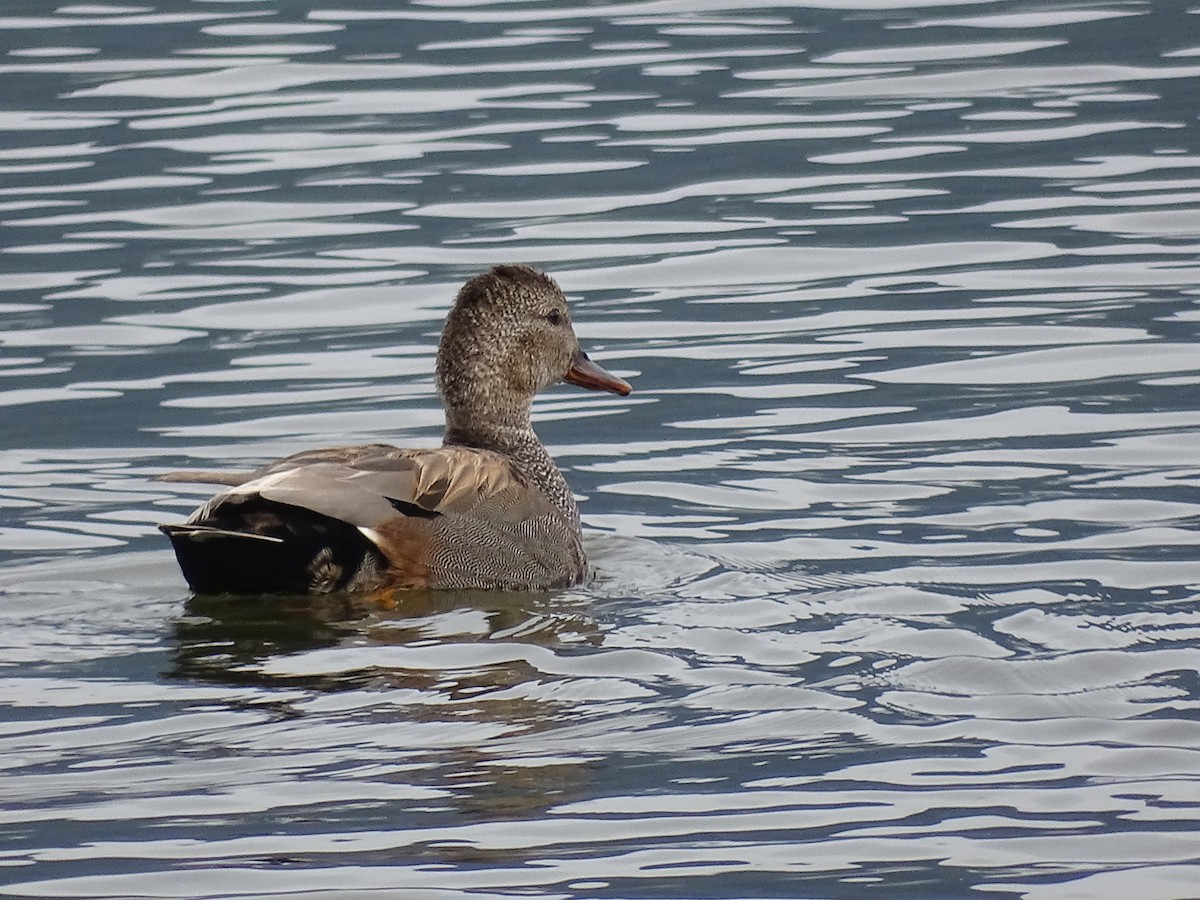 Gadwall - ML619682526