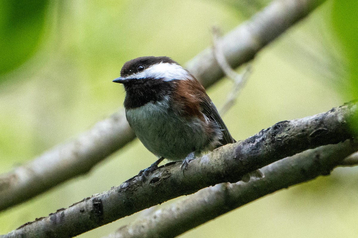 Mésange à dos marron - ML619682543