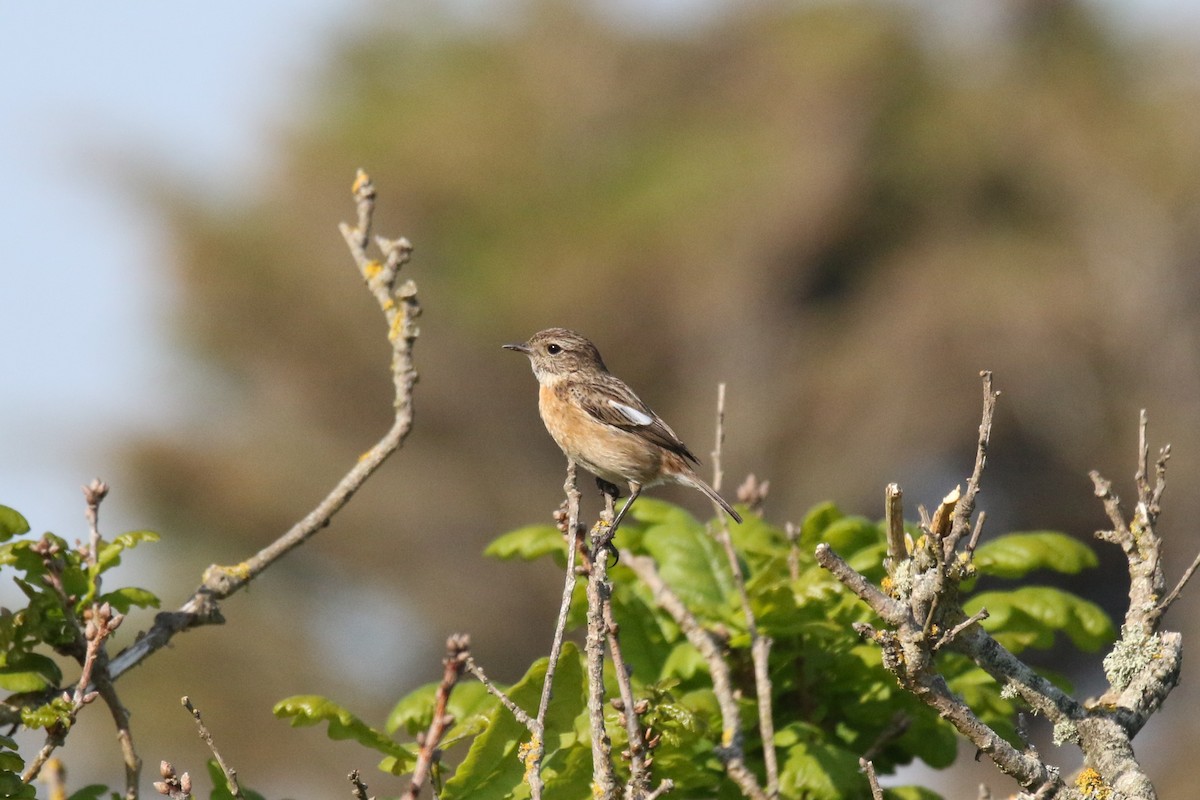 European Stonechat - ML619682550