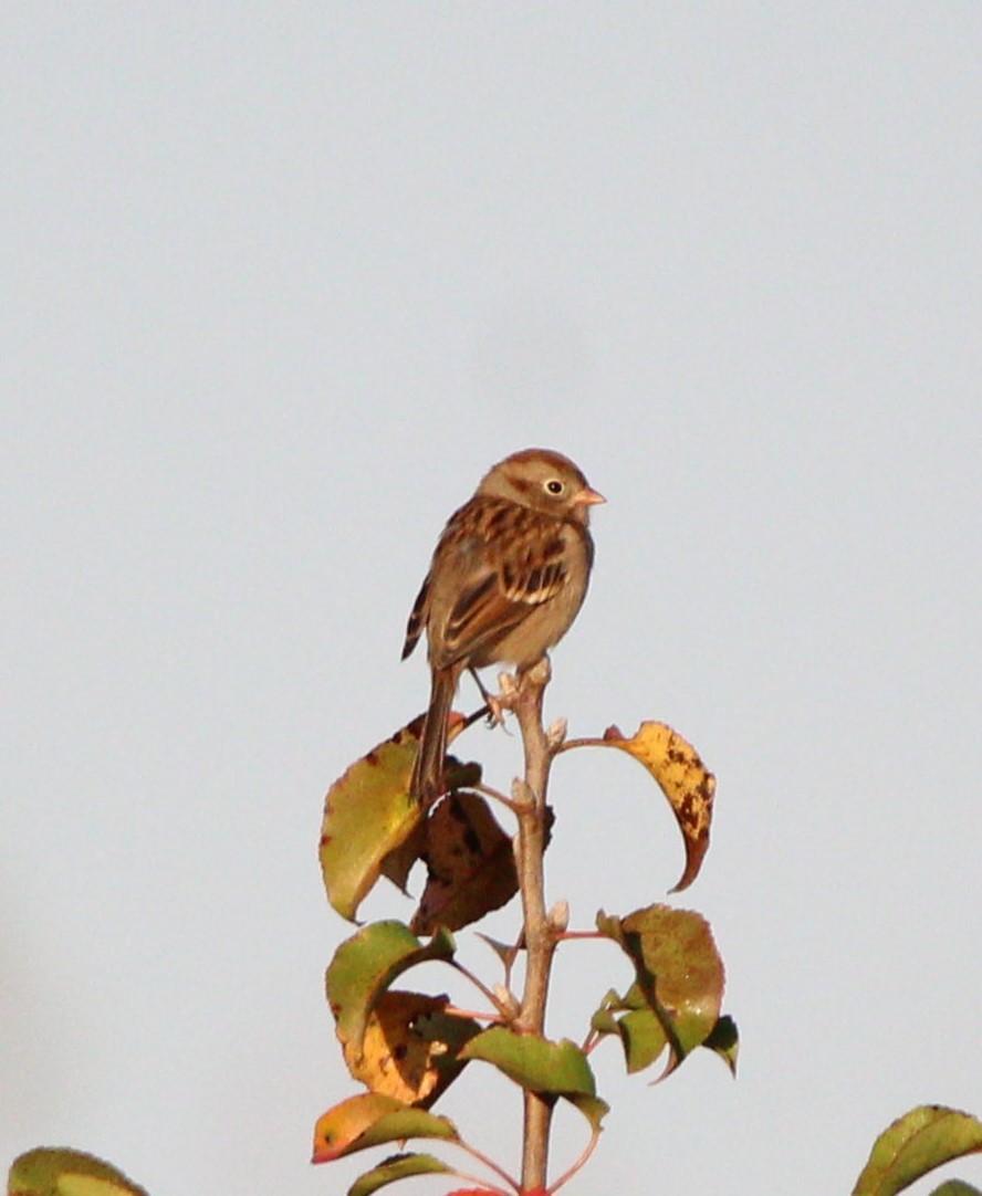 Field Sparrow - ML619682552