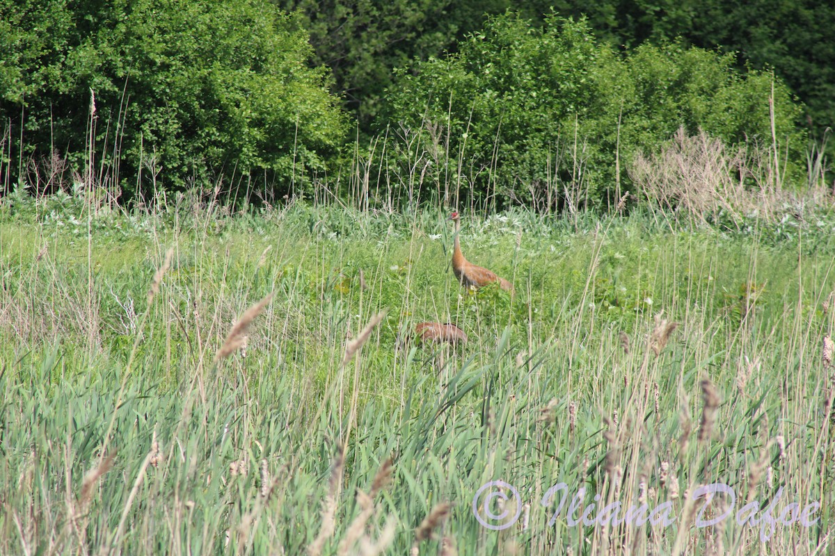 Sandhill Crane - ML619682587