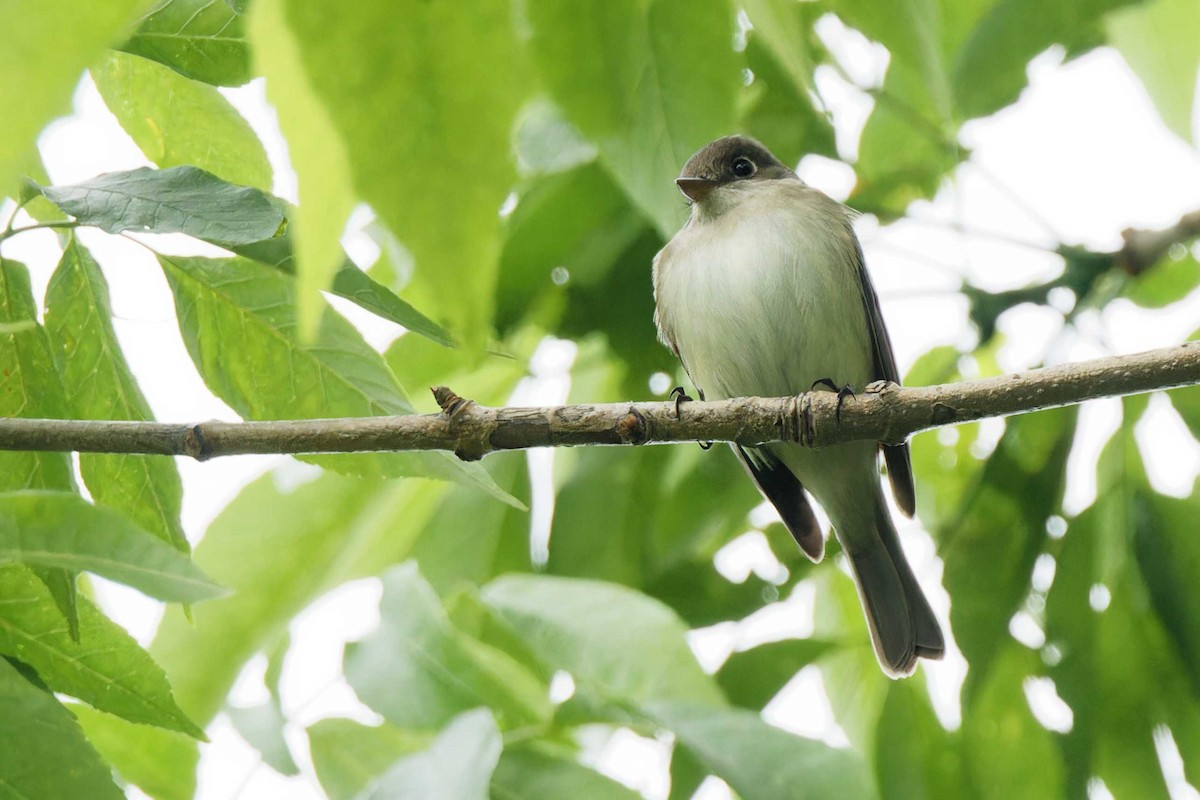 Alder Flycatcher - ML619682601