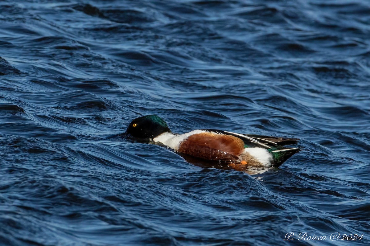 Northern Shoveler - ML619682629