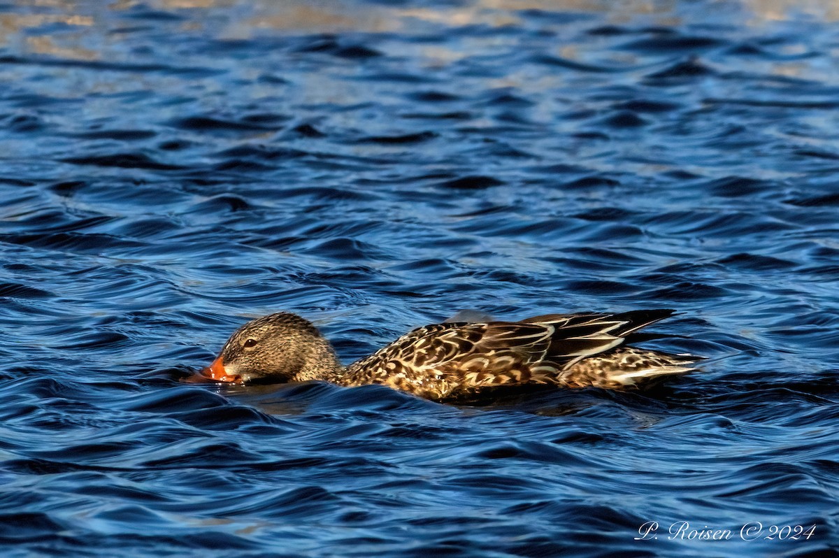 Northern Shoveler - Paul Roisen