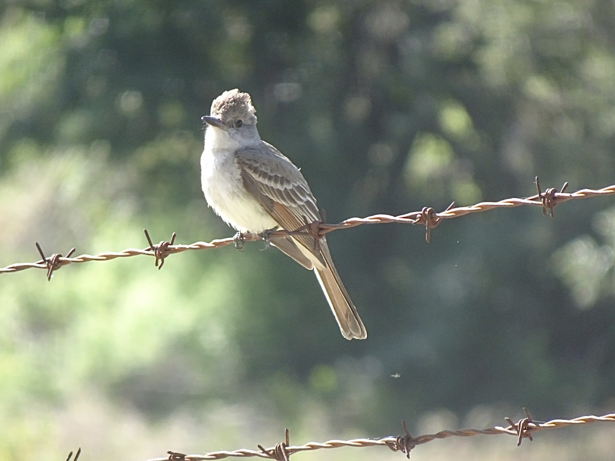 Ash-throated Flycatcher - ML619682637