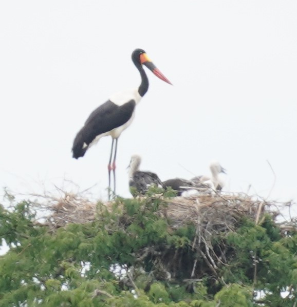 Saddle-billed Stork - ML619682645