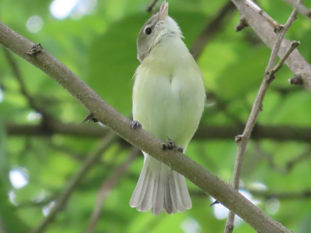 Bell's Vireo - ML619682667