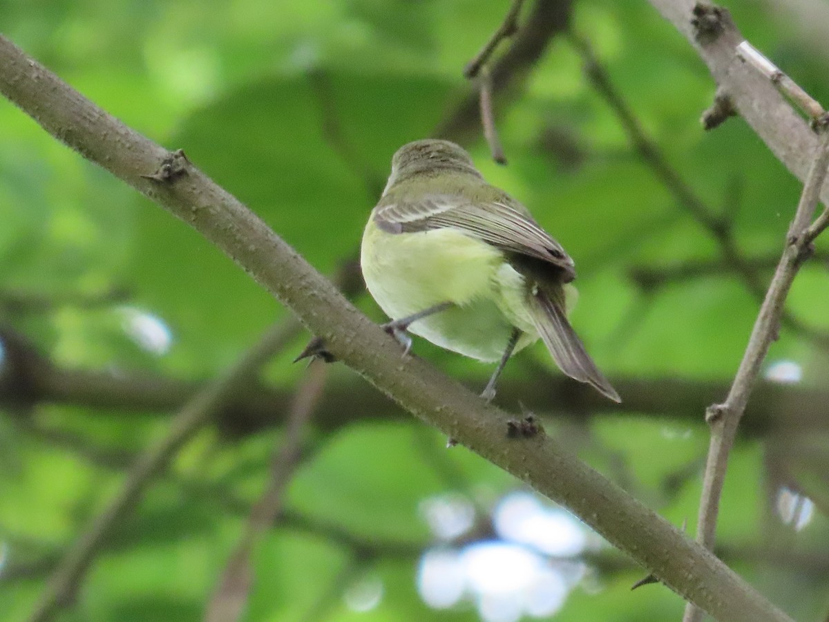 Bell's Vireo - ML619682668