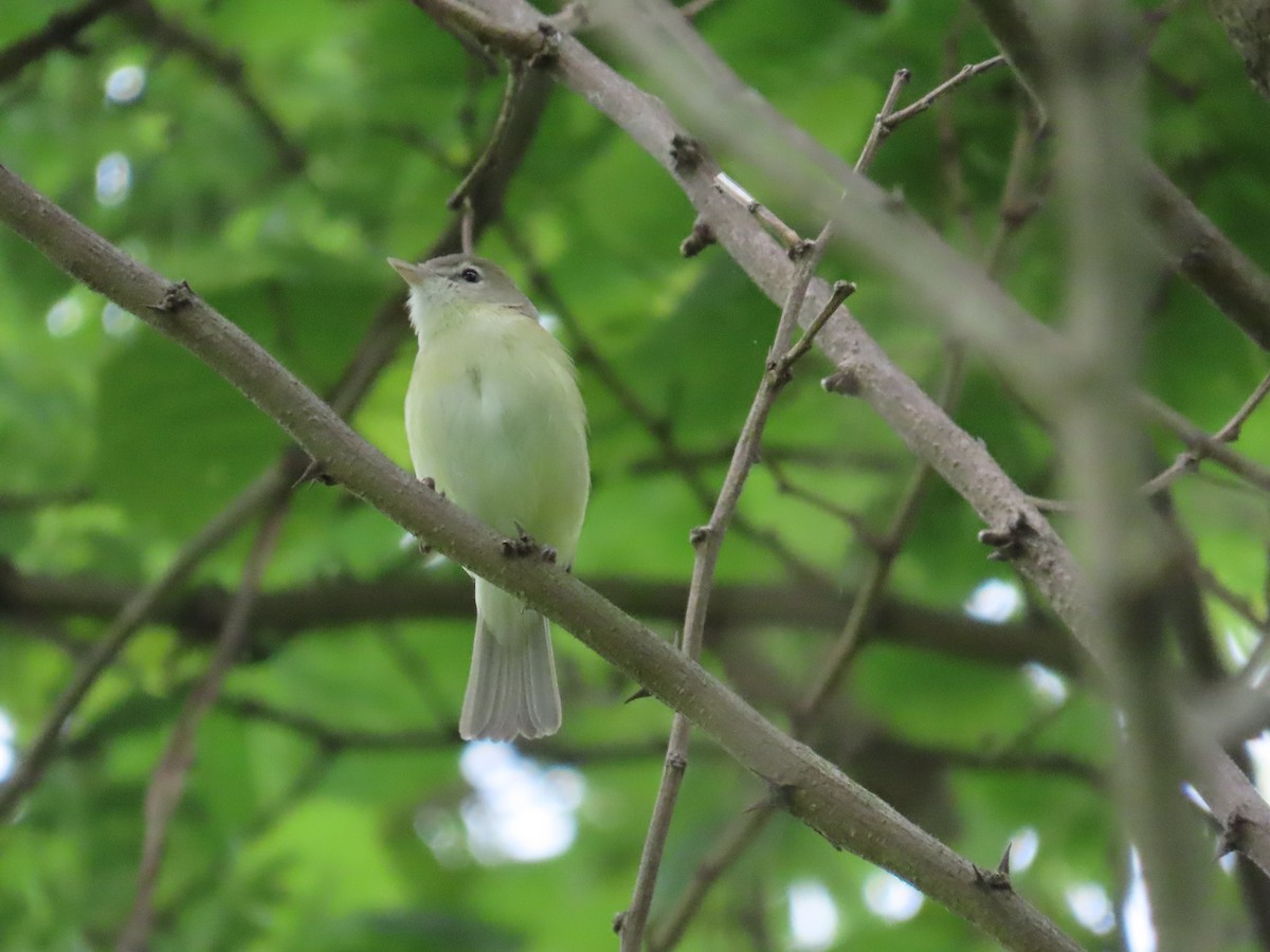 Bell's Vireo - ML619682669