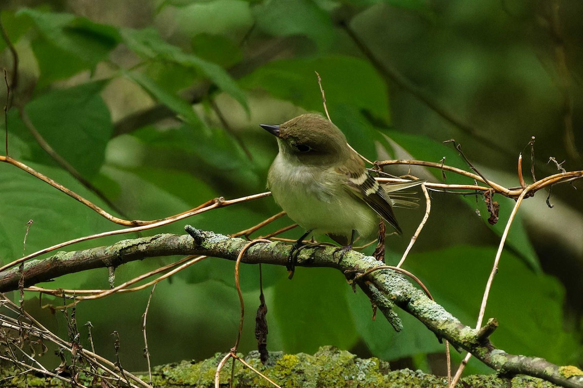 Willow Flycatcher - Matthew Mellor