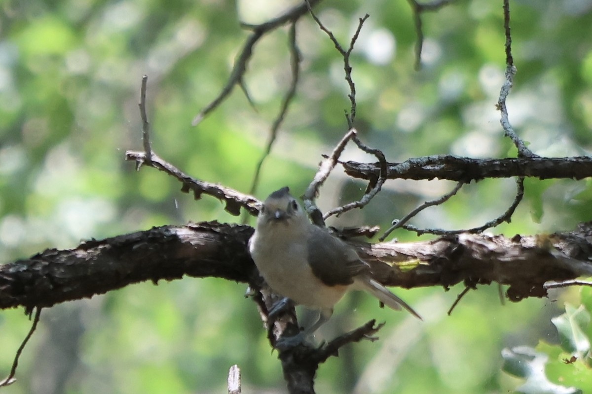 Tufted x Black-crested Titmouse (hybrid) - ML619682685