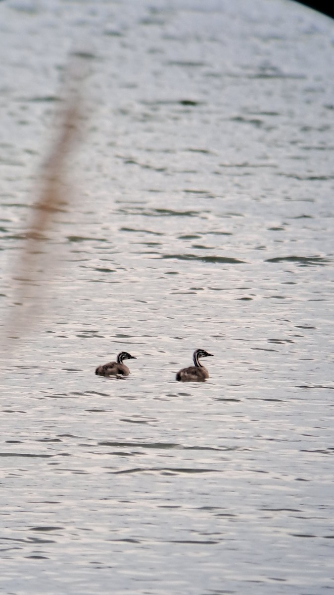 Great Crested Grebe - ML619682695