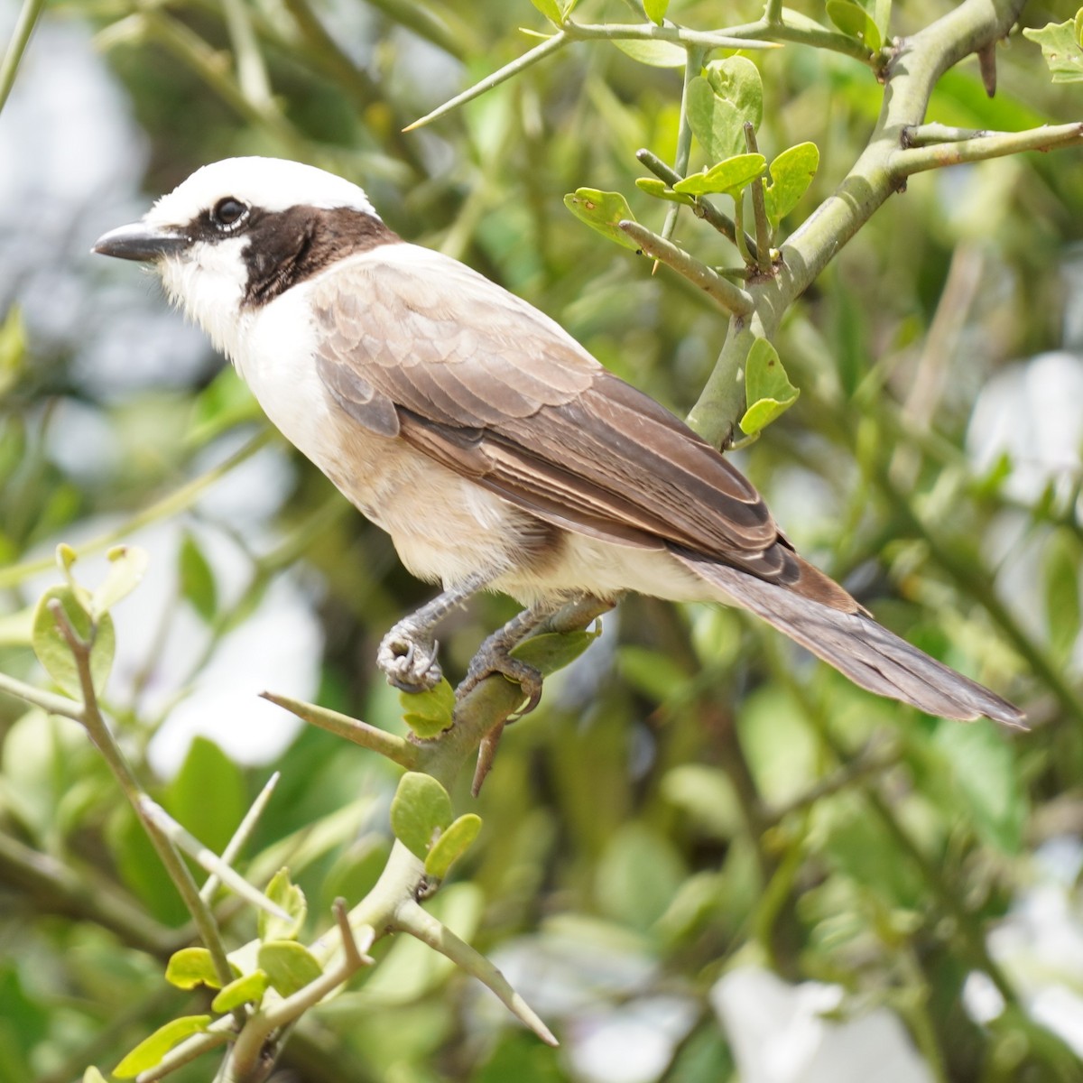 White-rumped Shrike - ML619682720